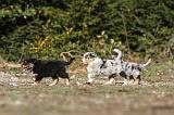 BERGER AUSTRALIEN PUPPIES 165